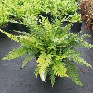 Polystichum aculeatum ---